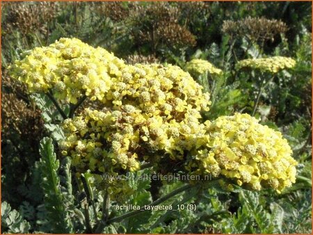 Achillea &#39;Taygetea&#39;