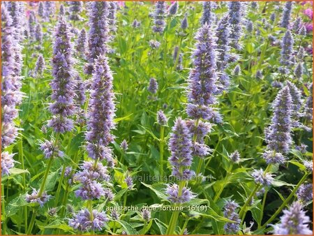 Agastache &#39;Blue Fortune&#39;