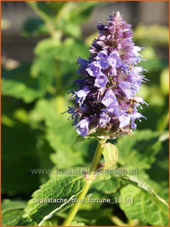 Agastache &#39;Blue Fortune&#39;