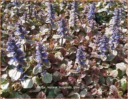 Ajuga reptans &#39;Burgundy Glow&#39;