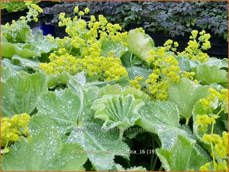 Alchemilla mollis &#39;Robustica&#39;