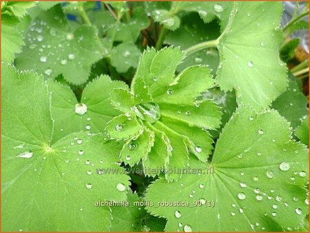 Alchemilla mollis &#39;Robustica&#39;