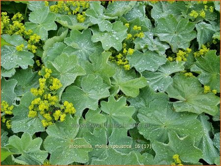 Alchemilla mollis &#39;Robustica&#39;