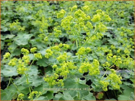 Alchemilla mollis &#39;Robustica&#39;