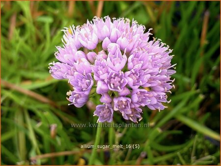 Allium &#39;Sugar Melt&#39;