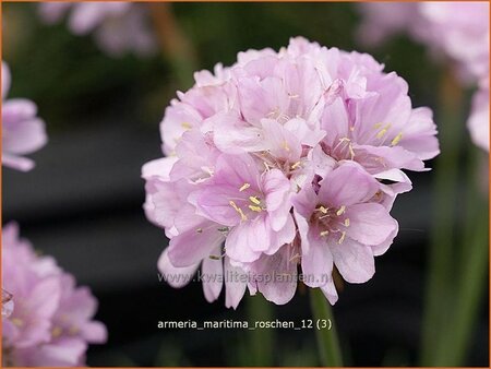 Armeria maritima &#39;Roschen&#39;