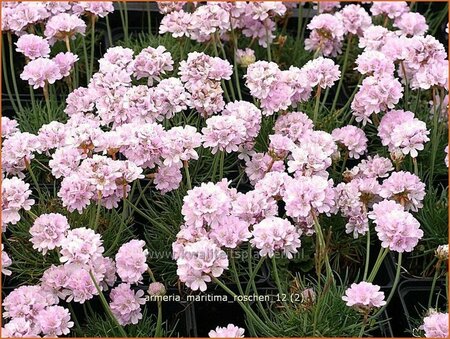 Armeria maritima &#39;Roschen&#39;