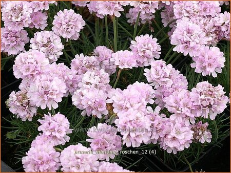 Armeria maritima &#39;Roschen&#39;