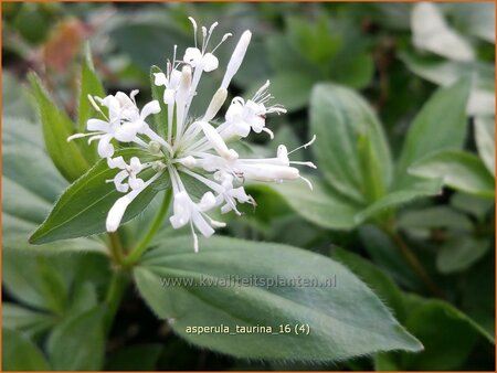 Asperula taurina