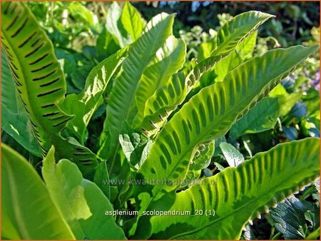 Asplenium scolopendrium