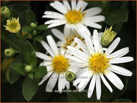 Aster ageratoides &#39;Ashvi&#39;