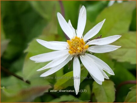 Aster divaricatus