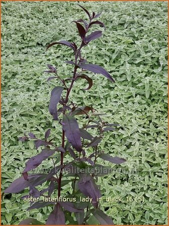 Aster lateriflorus &#39;Lady in Black&#39;