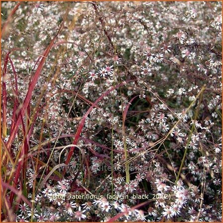 Aster lateriflorus &#39;Lady in Black&#39;
