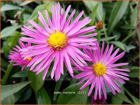 Aster &#39;Marjorie&#39;