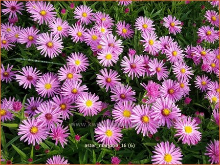 Aster &#39;Marjorie&#39;