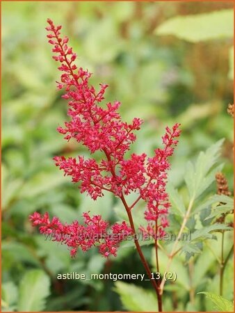 Astilbe 'Montgomery'