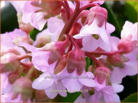 Bergenia &#39;Baby Doll&#39;