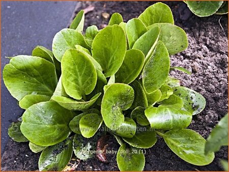 Bergenia &#39;Baby Doll&#39;