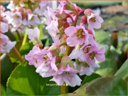 Bergenia &#39;Baby Doll&#39;