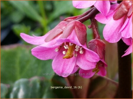 Bergenia &#39;David&#39;