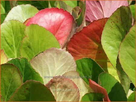 Bergenia &#39;David&#39;