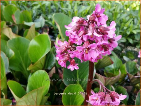 Bergenia &#39;David&#39;