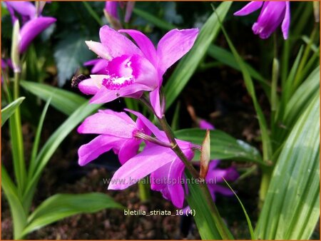 Bletilla striata