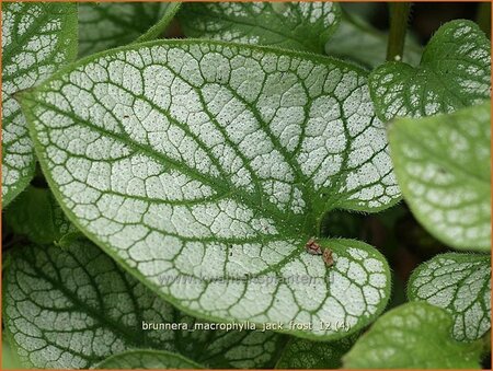 Brunnera macrophylla &#39;Jack Frost&#39;