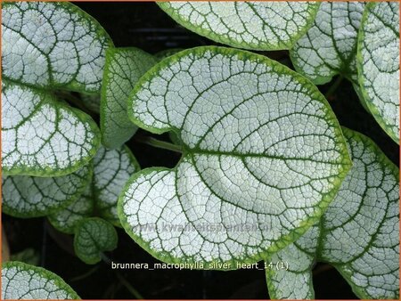 Brunnera macrophylla &#39;Silver Heart&#39;