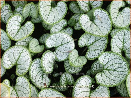 Brunnera macrophylla &#39;Silver Heart&#39;