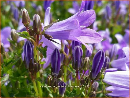 Campanula portenschlagiana