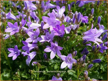 Campanula portenschlagiana