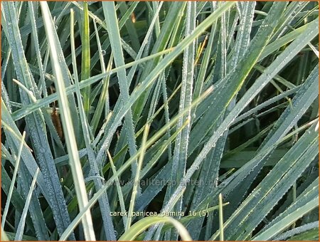 Carex panicea &#39;Pamira&#39;