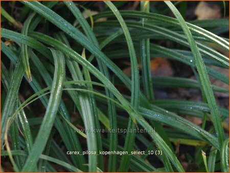 Carex pilosa &#39;Kopenhagen Select&#39;