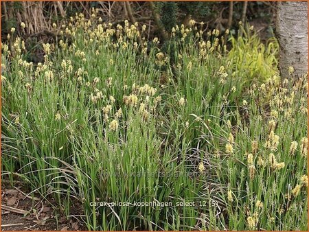 Carex pilosa &#39;Kopenhagen Select&#39;