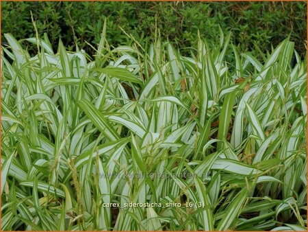 Carex siderosticta &#39;Shiro&#39;