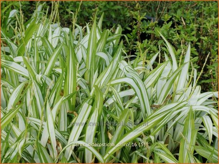 Carex siderosticta &#39;Shiro&#39;