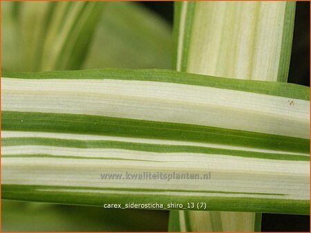 Carex siderosticta 'Shiro'