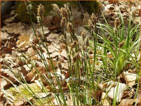 Carex umbrosa