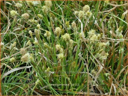 Carex umbrosa