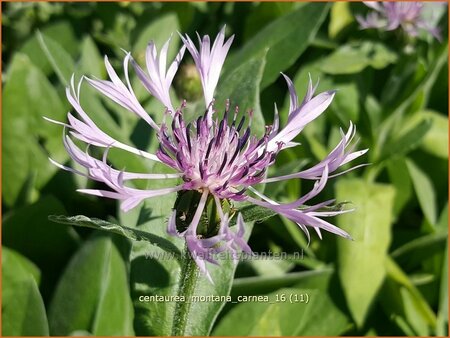 Centaurea montana 'Carnea'