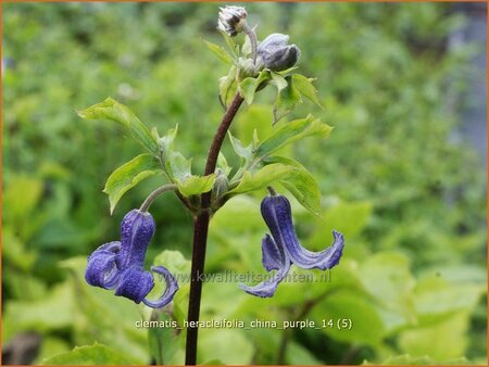 Clematis heracleifolia &#39;China Purple&#39;