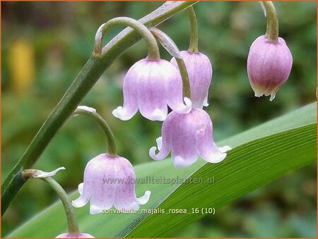 Convallaria majalis &#39;Rosea&#39;