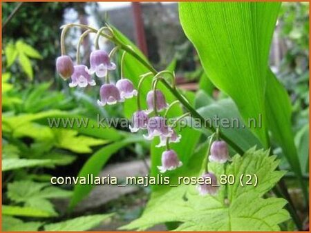 Convallaria majalis &#39;Rosea&#39;