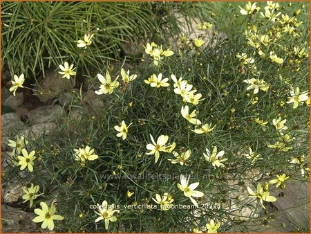 Coreopsis verticillata &#39;Moonbeam&#39;