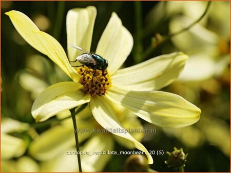 Coreopsis verticillata &#39;Moonbeam&#39;