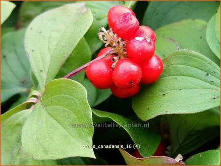 Cornus canadensis