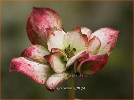 Cornus canadensis