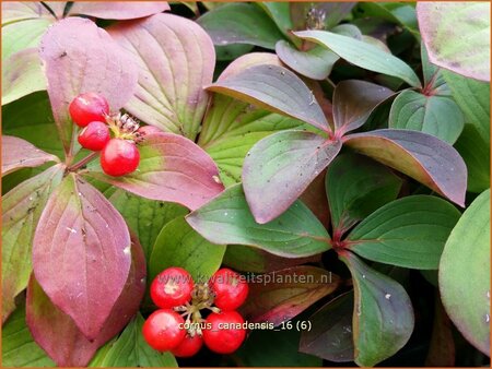 Cornus canadensis